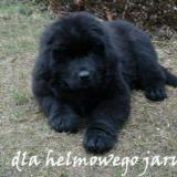onyx2