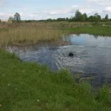 nowofundlandy hodowla 216