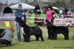 Hodowla Nowofundlandów - Helmowy Jar
