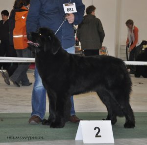 Hodowla Nowofundlandów - Helmowy Jar