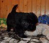 Hodowla Nowofundlandów - Helmowy Jar